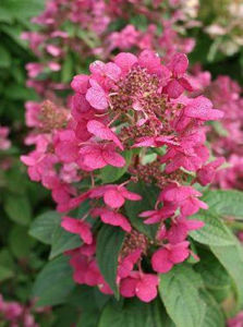 Obraz Hydrangea